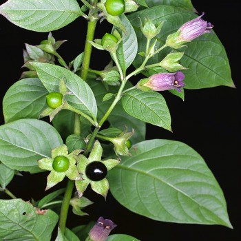 Belladonna (Atropa Belladonna L.)